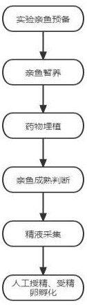 一种蓝色大斑石斑鱼促雄发育及成熟配子产生的方法与流程