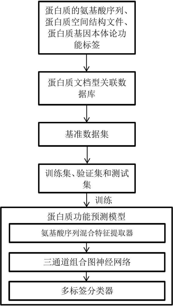 基于迁移学习和三通道组合GNN预测蛋白质功能的方法