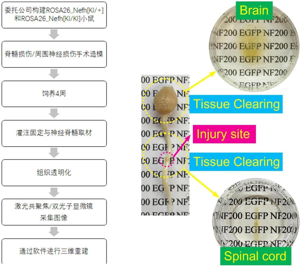 一種基于神經(jīng)纖維特異性熒光的神經(jīng)再生研究方法與流程