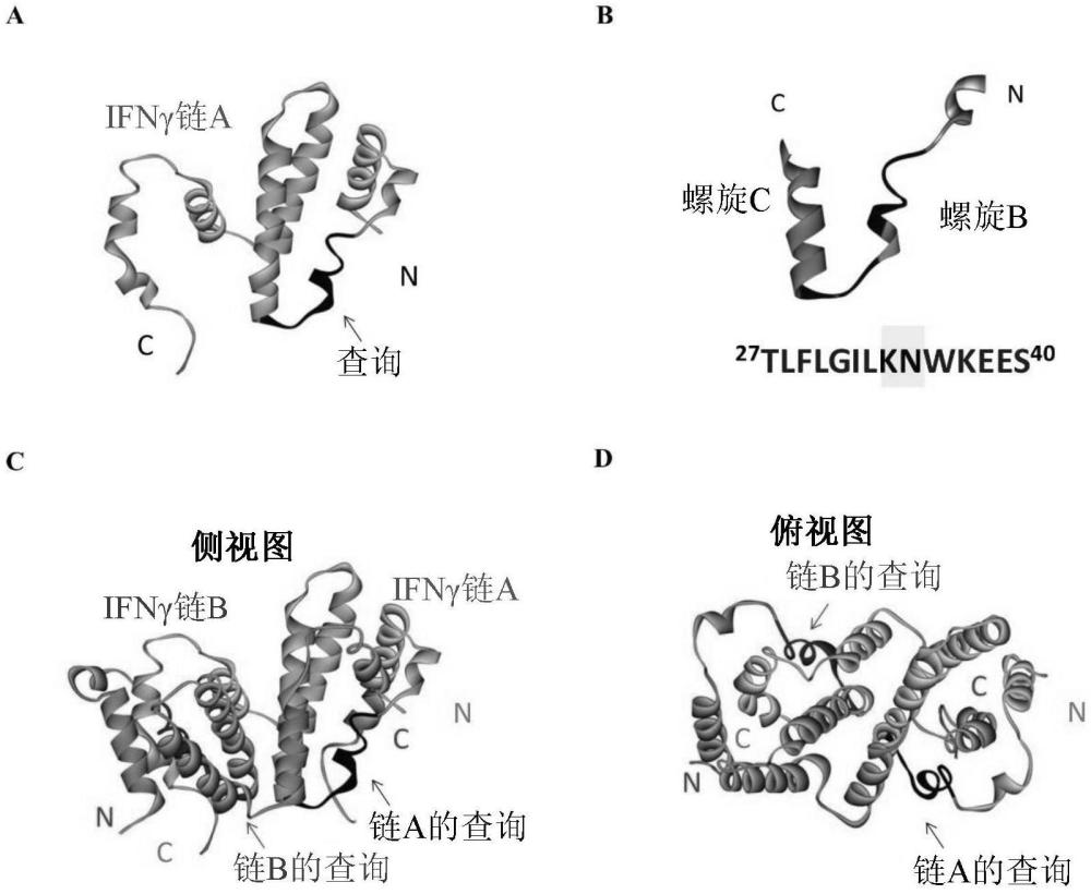 经修饰的干扰素γ蛋白质和其用途