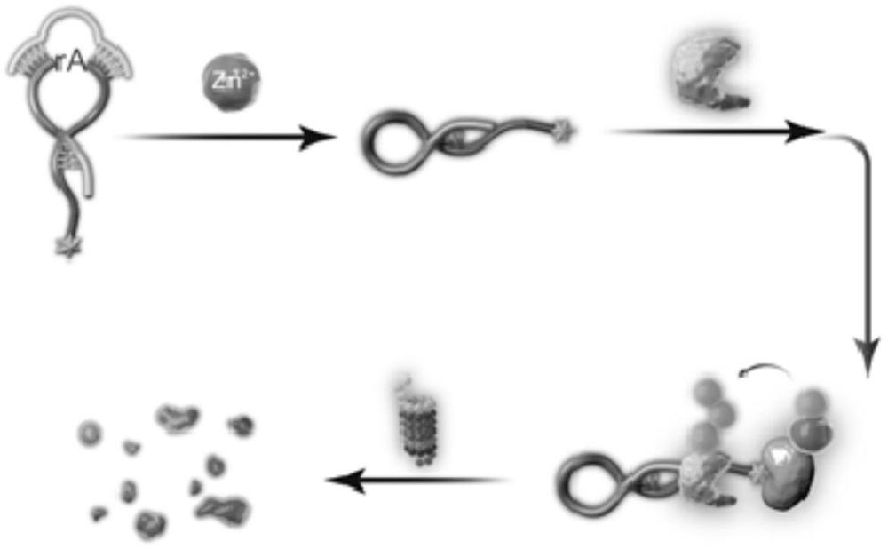 Zn2+依赖且脱氧核酶响应的核酸PROTAC分子及其制备方法和应用