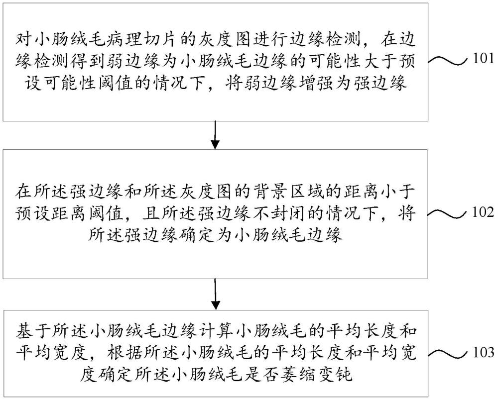 一種識(shí)別炎癥性腸病小腸絨毛萎縮變鈍方法及裝置