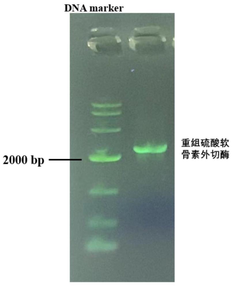 一种重组硫酸软骨素外切酶突变体、重组菌及其应用