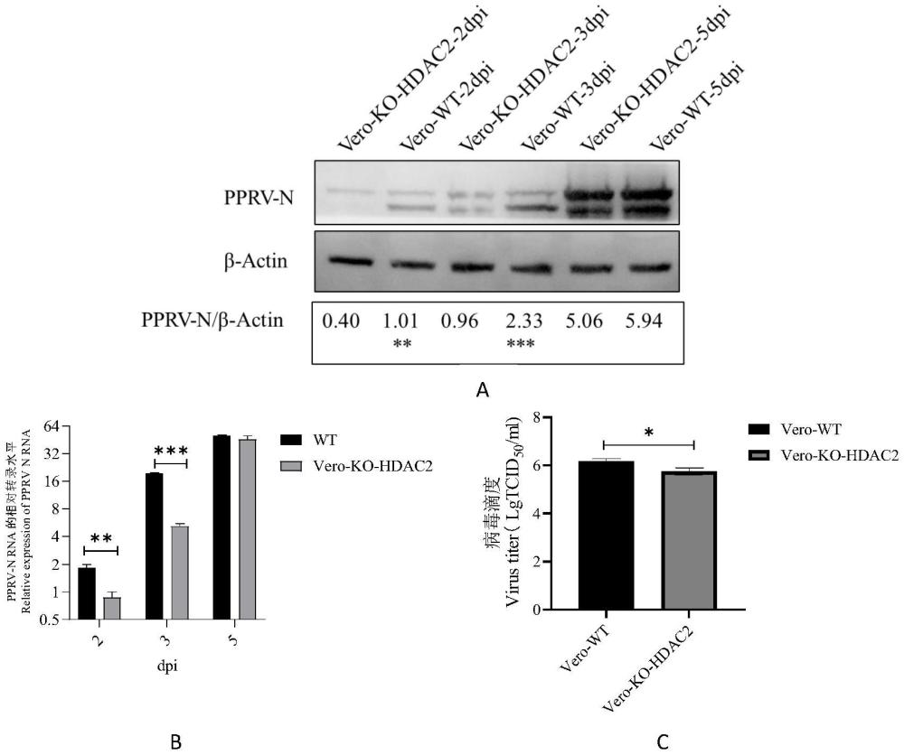 一种绿猴肾细胞Vero-KO-HDAC2及应用的制作方法