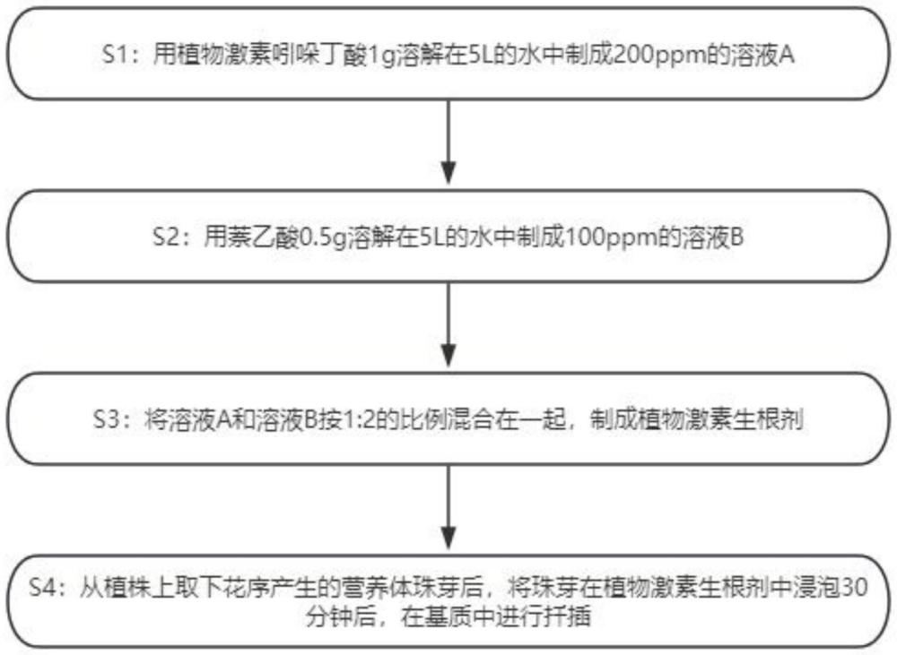 一種促進(jìn)藍(lán)羊茅珠芽成活的生根方法與流程