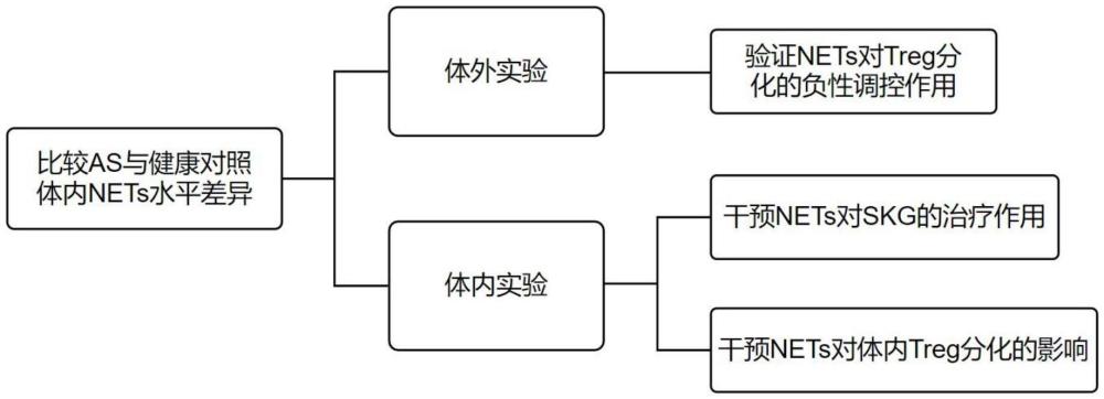 中性粒細(xì)胞外捕獲網(wǎng)抑制劑在制備預(yù)防或治療強(qiáng)直性脊柱炎的藥物中的應(yīng)用