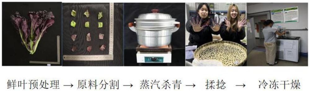 一种以芥菜叶片为主原料的袋泡茶及其制备方法和应用