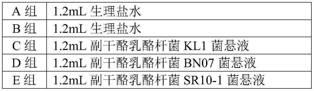 緩解過敏性鼻炎及過敏性皮炎的副干酪乳酪桿菌BN07及其應(yīng)用的制作方法