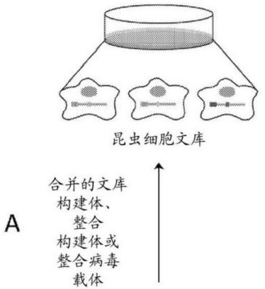 昆虫细胞及其工程化的方法与流程