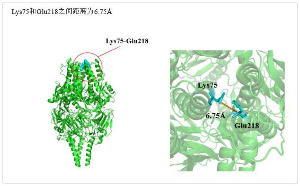 一種具有免疫原性的呼吸道合胞病毒（RSV）多肽的制作方法