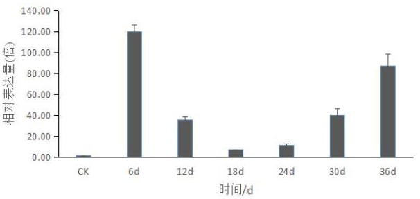 木本植物节-节间形态建成调控基因TcMSN及其编码蛋白和用途