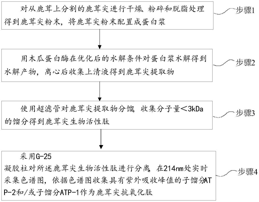 來源于鹿茸尖的抗氧化肽、生物活性肽及制備方法和應(yīng)用與流程