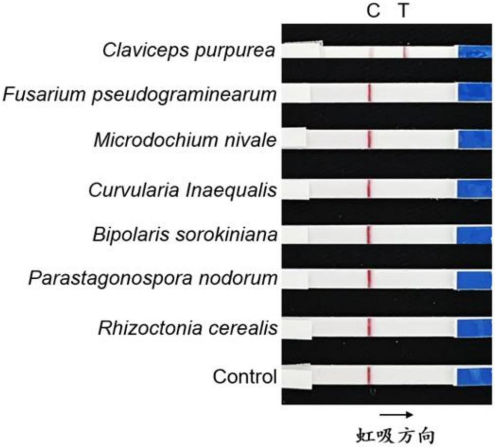 一種基于RPA-CRISPR/Cas12a檢測麥角病菌的引物、試劑盒及檢測方法