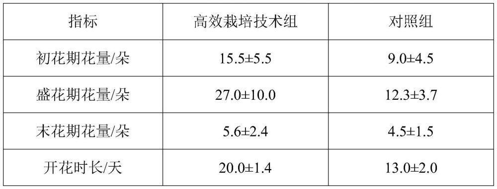 一种盆栽美花红千层的栽培方法