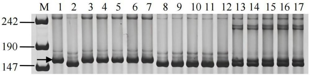 一种扩增野生二粒小麦抗白粉病基因PmLF540分子标记的引物及其应用