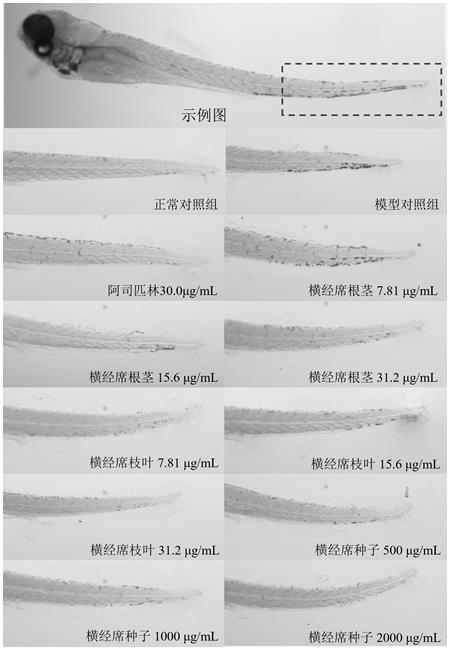 一種橫經(jīng)席提取物在改善氣滯血瘀中的用途的制作方法