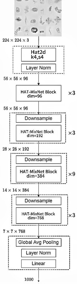 基于HAT-MixNet實(shí)現(xiàn)尿沉渣有形成分智能識別方法