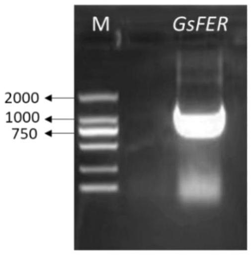 野生大豆類受體激酶蛋白編碼基因GsFER的應(yīng)用