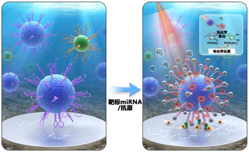 一種基于光激發(fā)電驅(qū)動活性氧通道的生物標(biāo)志物檢測方法及應(yīng)用