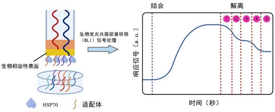 用于檢測HSP70的磁性納米電化學(xué)適配體及傳感器