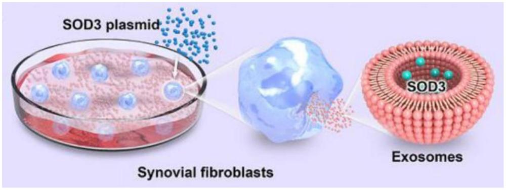 一種用于改善骨關節(jié)炎的生物納米顆粒衍生外泌體及其應用的制作方法