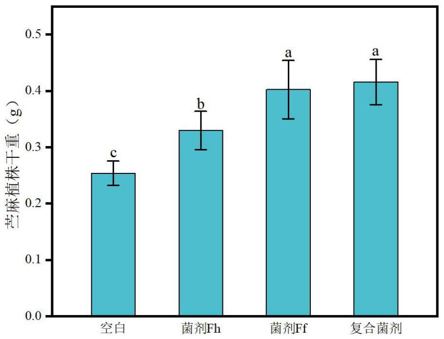 一種具有植物促生功能的耐砷微生物菌、復(fù)合菌劑及其制備與應(yīng)用