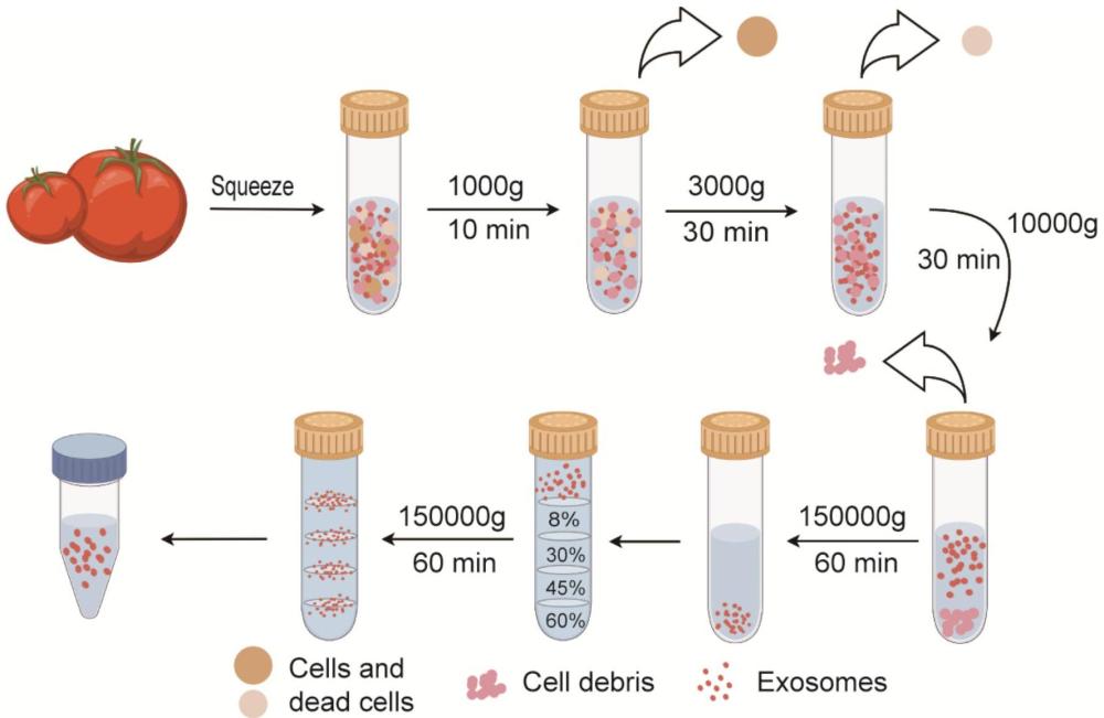 番茄外泌體在制備緩解血管損傷后再狹窄藥物中的應用的制作方法