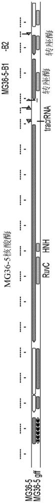 用于轉(zhuǎn)座貨物核苷酸序列的系統(tǒng)和方法與流程