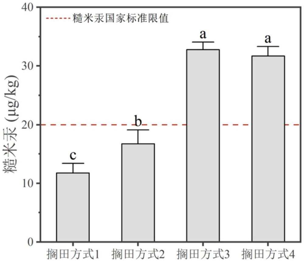 一種降低輕中度汞污染稻田糙米汞含量的擱田方法