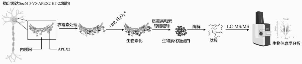 一種使用鄰近標(biāo)記檢測(cè)技術(shù)研究神經(jīng)元應(yīng)激下糖蛋白時(shí)序性變化的方法