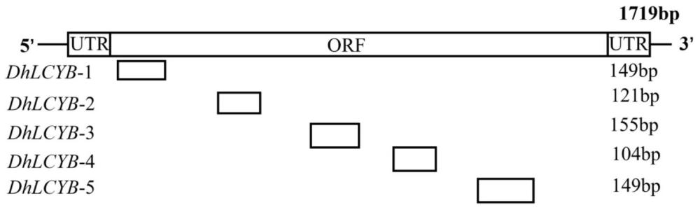 石斛蘭DhLCYB基因及其瞬時(shí)調(diào)控花色的應(yīng)用