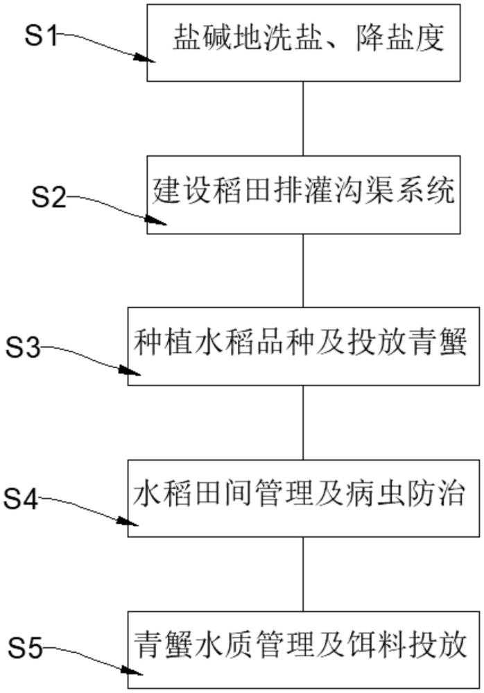 一種鹽堿地海水稻與青蟹共生種養(yǎng)的方法與流程