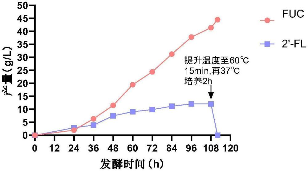 一種降低巖藻糖生產(chǎn)菌株胞外2’-巖藻糖基乳糖含量的方法和應(yīng)用與流程