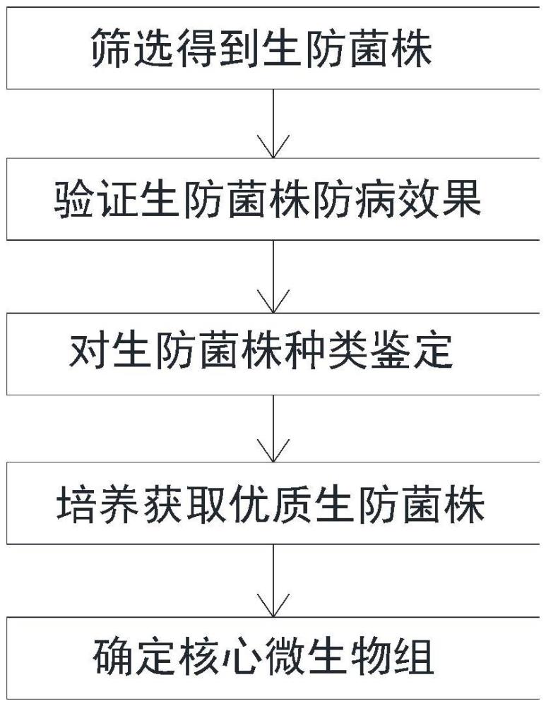 強(qiáng)防治黃瓜枯萎病的核心微生物組及其制備方法與應(yīng)用