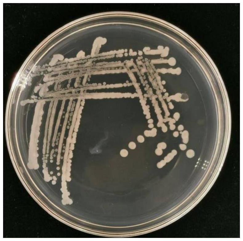 一株解淀粉芽孢桿菌及在防治芍藥葉斑病中的應(yīng)用的制作方法