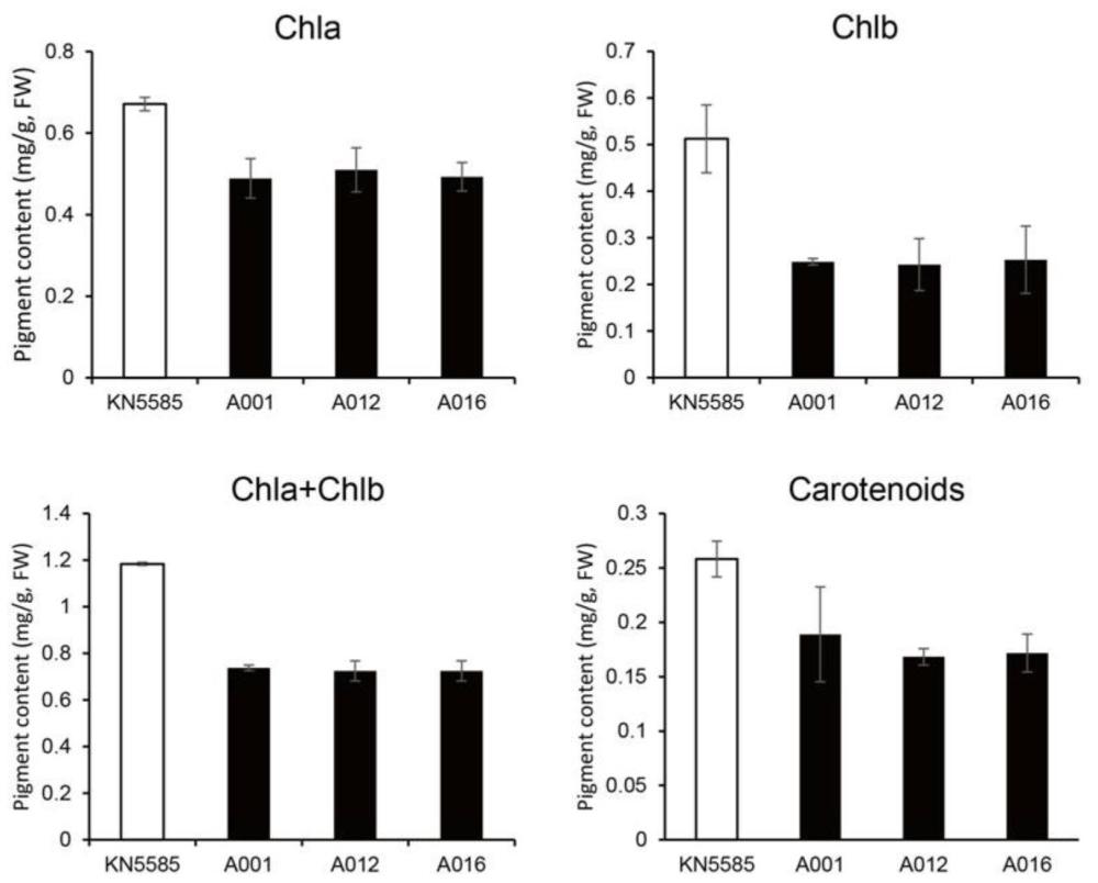 ZmSAL1蛋白及其編碼基因在調(diào)控玉米葉色中的應(yīng)用