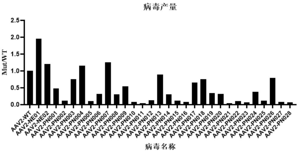 提高AAV對(duì)眼組織感染能力的衣殼蛋白突變體及應(yīng)用的制作方法