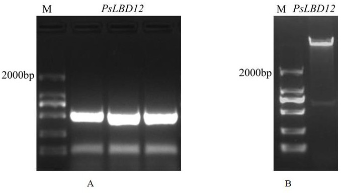 一種牡丹PsLBD12基因在調(diào)控根系發(fā)育中的應用