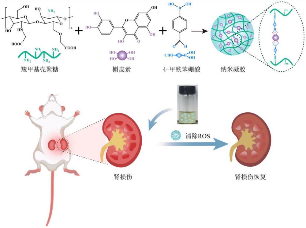 一種治療動物腎損傷的槲皮素納米凝膠及其制備方法