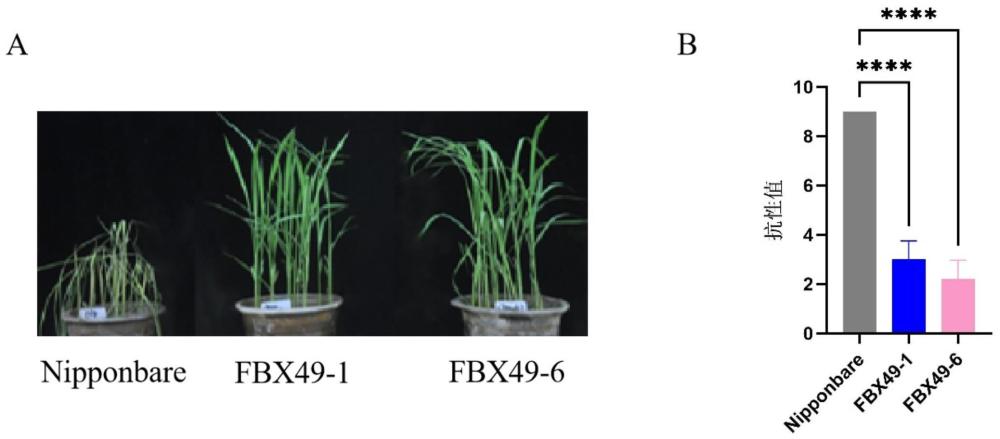 F-box基因OsFBX49在水稻抗褐飛虱中的應(yīng)用