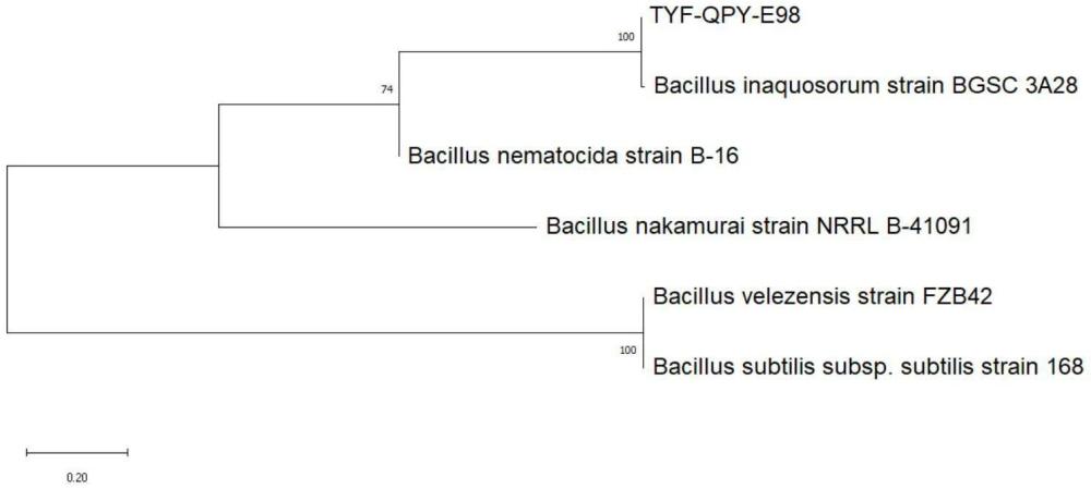 一株產(chǎn)糖化酶的貝萊斯芽孢桿菌TYF-QPY-E98、菌劑及其應(yīng)用