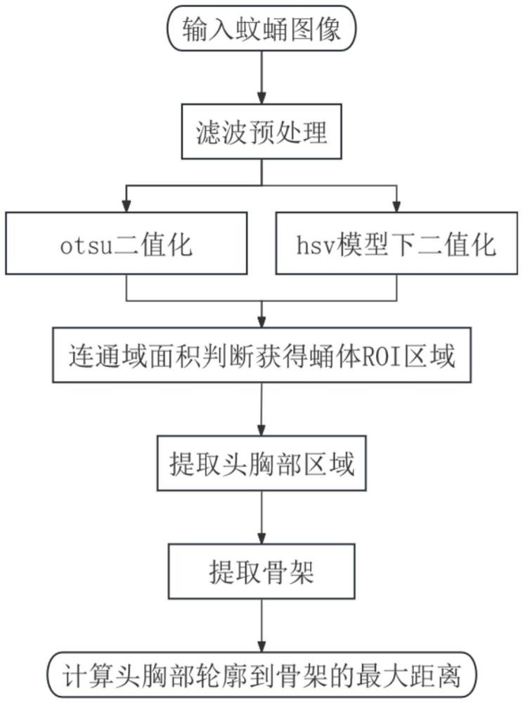 一種基于圖像處理的蚊蛹胸寬測量方法