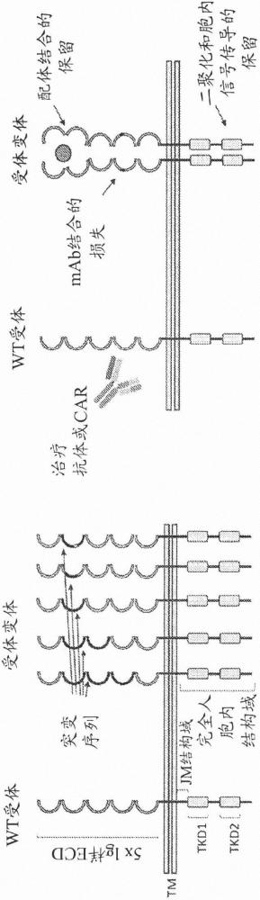 細胞表面受體的表位工程的制作方法