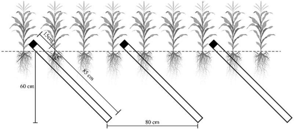 一种用于玉米根系生长动态原位监测的方法