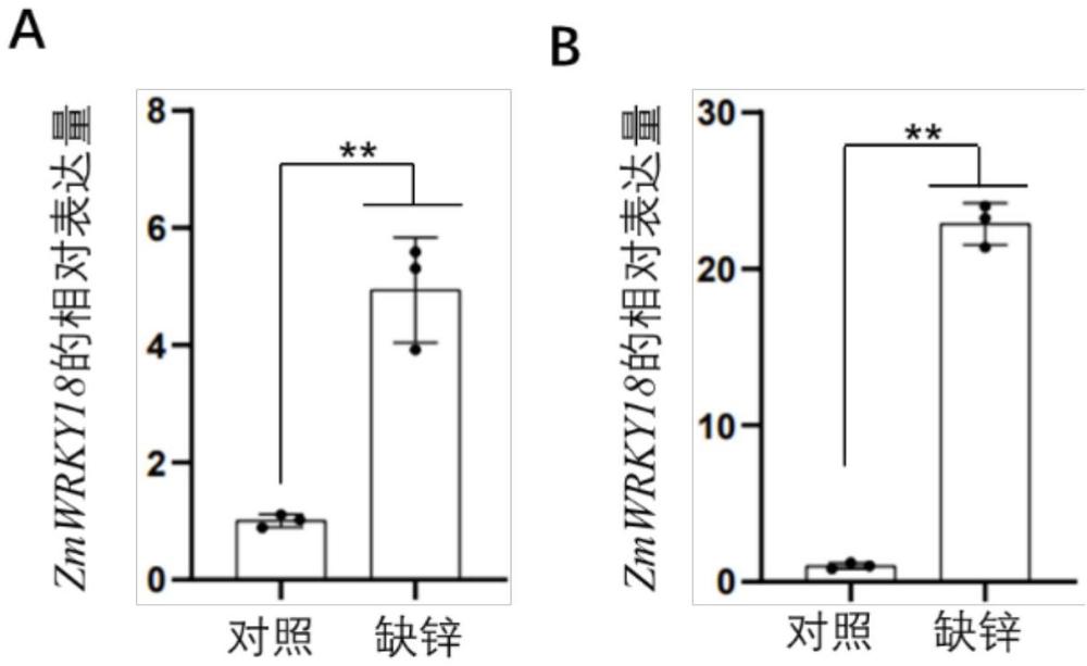 玉米ZmWRKY18基因在調(diào)控玉米籽粒鋅含量中的應(yīng)用