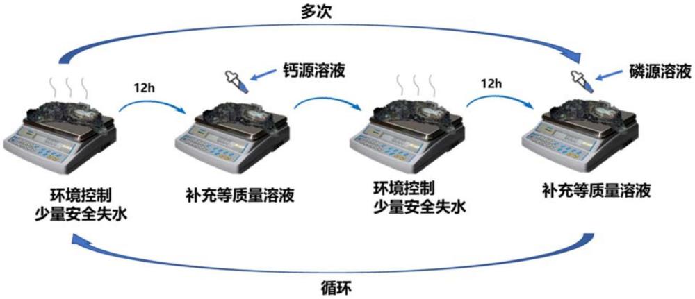 一種加固出土飽水糟朽骨角質(zhì)文物的方法