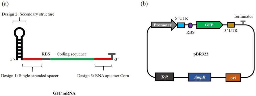 UTR調(diào)控元件、應(yīng)用及提高細(xì)菌中基因表達(dá)的方法