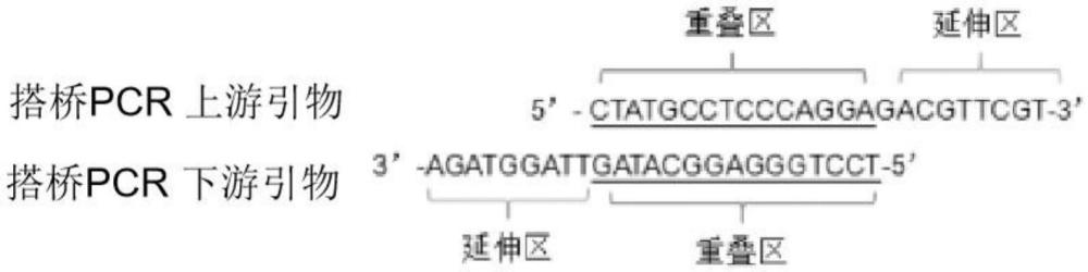 一種逆轉錄酶突變體及其制備方法和應用與流程