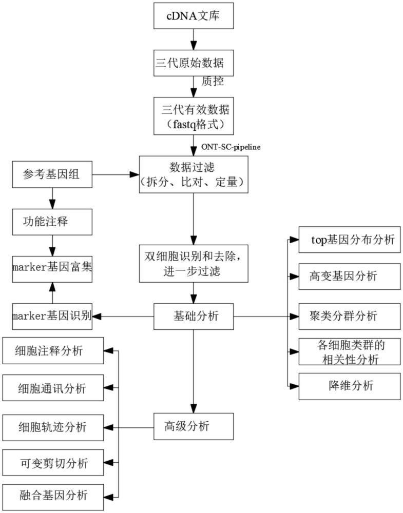 一種基于ONT測(cè)序的單細(xì)胞轉(zhuǎn)錄組的測(cè)序分析方法與流程