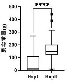 與番茄果實重量相關(guān)的KASP分子標(biāo)記及其應(yīng)用